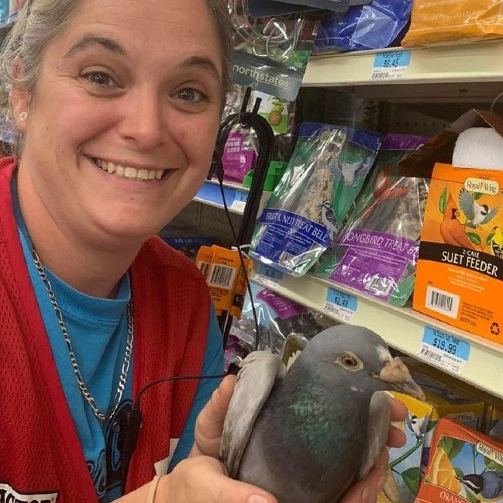British homing pigeon found near Monroeville, 4K miles from home British homing pigeon found near Monroeville, 4K miles from home