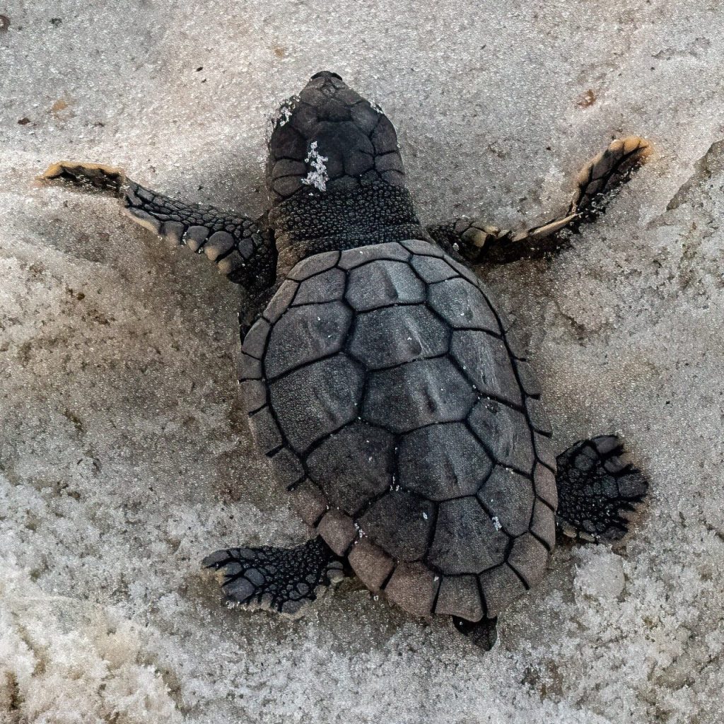 Over 64 baby sea turtles hatched in Orange Beach—how you can help protect them Over 64 baby sea turtles hatched in Orange Beach—how you can help protect them