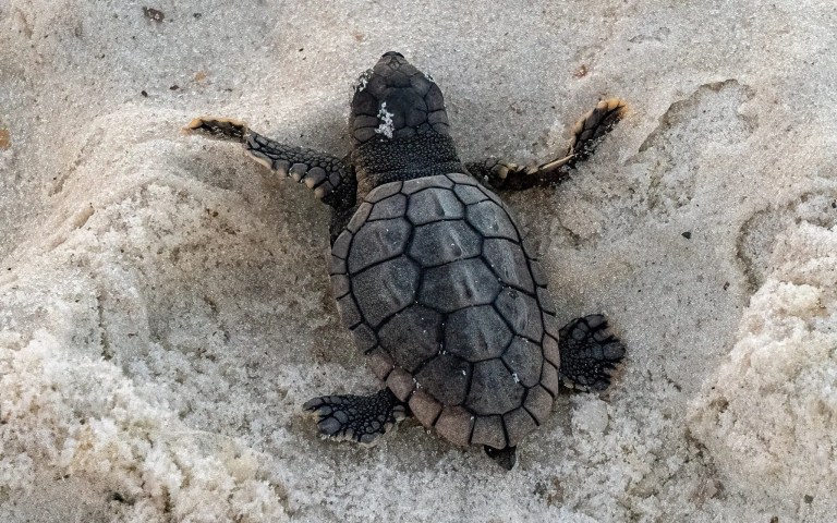 Over 64 baby sea turtles hatched in Orange Beach—how you can help protect them Over 64 baby sea turtles hatched in Orange Beach—how you can help protect them