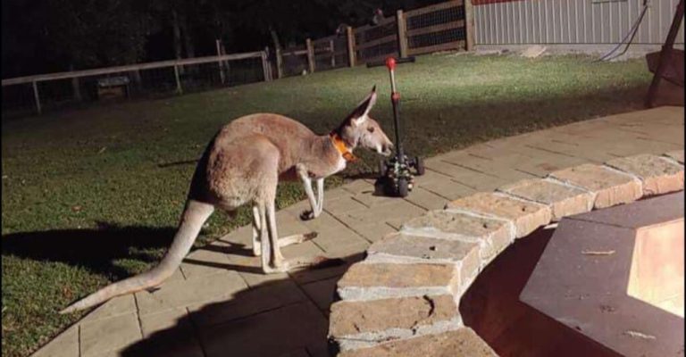 BREAKING: Missing kangaroo in Cullman has been caught! BREAKING: Missing kangaroo in Cullman has been caught!