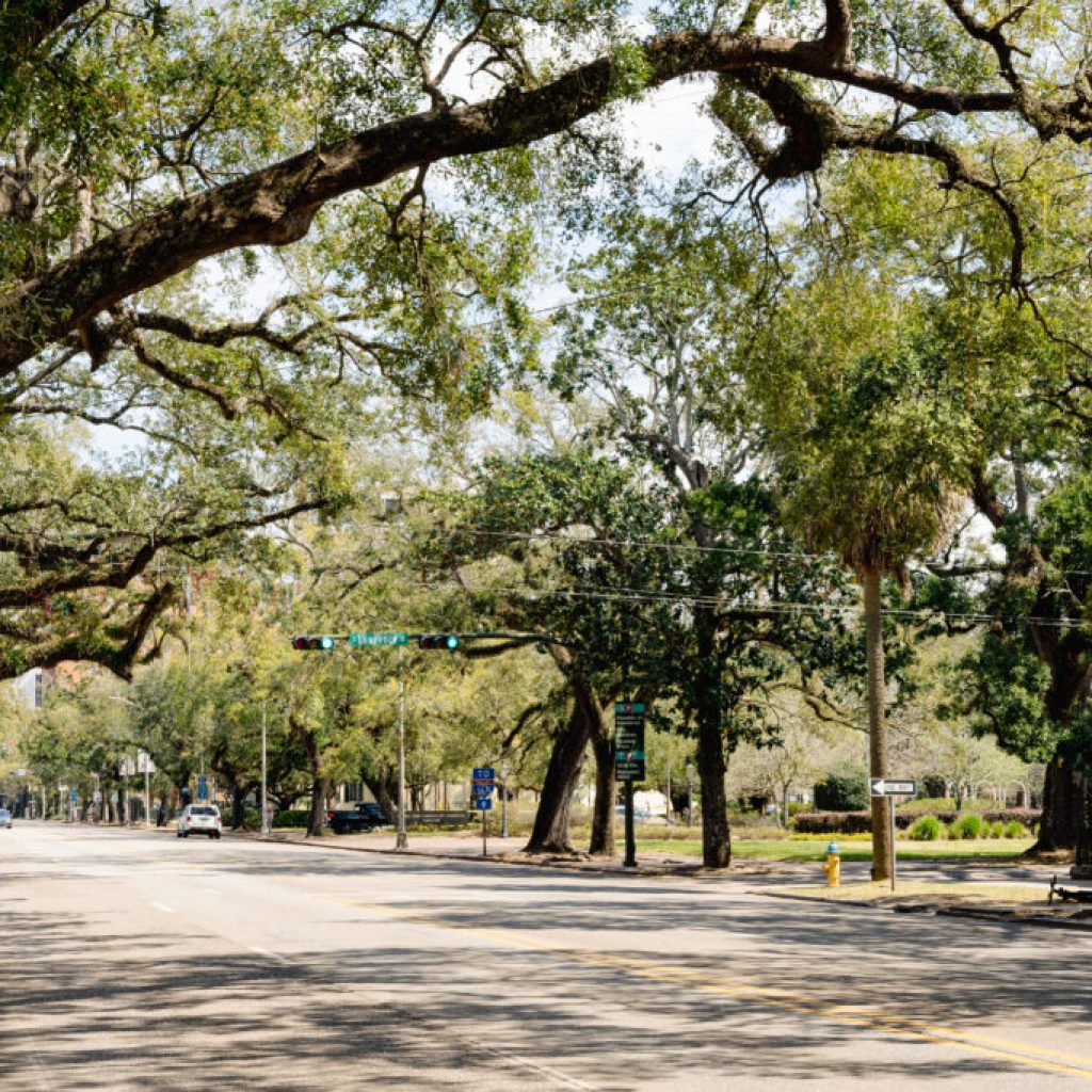 Alabama, this disease is harming our pine trees + we know how to check for it Alabama, this disease is harming our pine trees + we know how to check for it