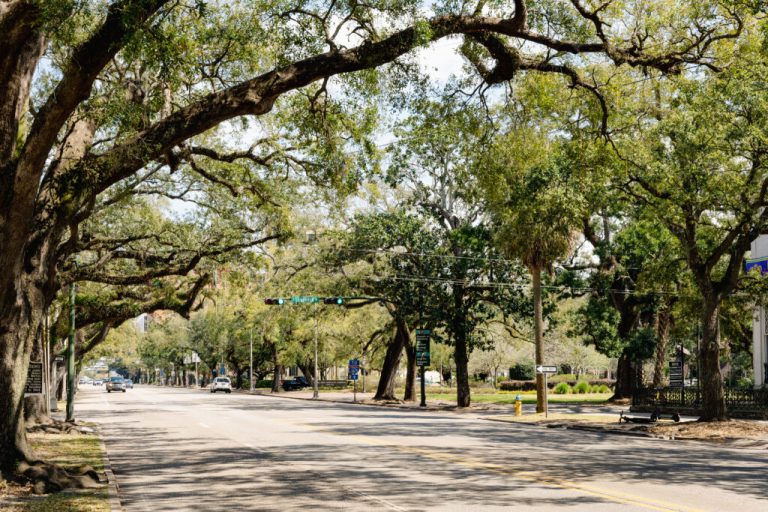 Alabama, this disease is harming our pine trees + we know how to check for it Alabama, this disease is harming our pine trees + we know how to check for it