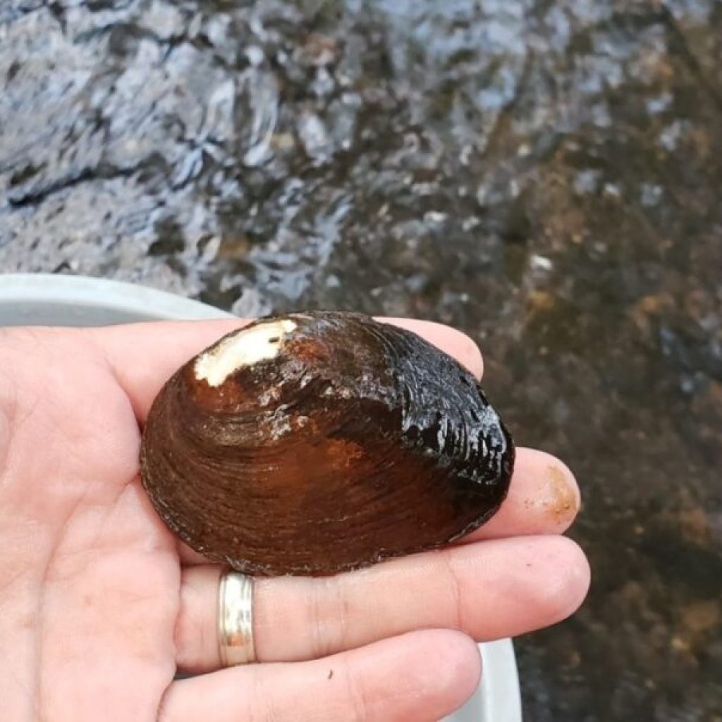 This rare Alabama mussel is now federally protected as endangered—learn more This rare Alabama mussel is now federally protected as endangered—learn more