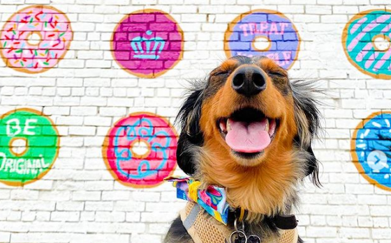 Celebrate your dog with Krispy Kreme Doggie Doughnuts, Aug. 26 Celebrate your dog with Krispy Kreme Doggie Doughnuts, Aug. 26