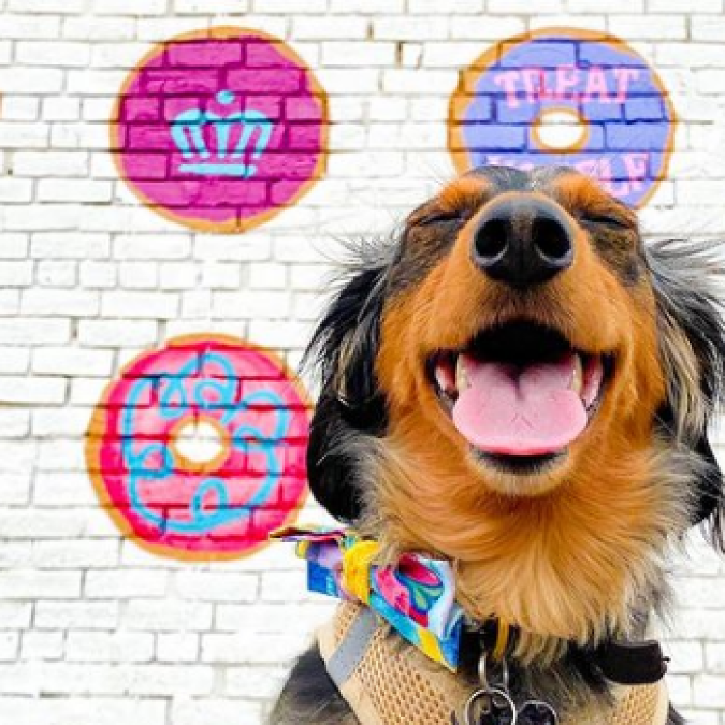 Celebrate your dog with Krispy Kreme Doggie Doughnuts, Aug. 26 Celebrate your dog with Krispy Kreme Doggie Doughnuts, Aug. 26