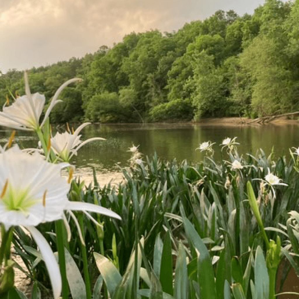 Cahaba River named one of the best rivers in America for tubing + drinking Cahaba River named one of the best rivers in America for tubing + drinking