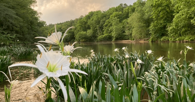 Cahaba River named one of the best rivers in America for tubing + drinking Cahaba River named one of the best rivers in America for tubing + drinking