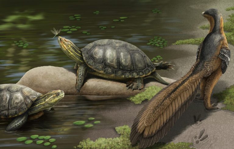 NEW species of giant fossil turtle discovered in Alabama NEW species of giant fossil turtle discovered in Alabama