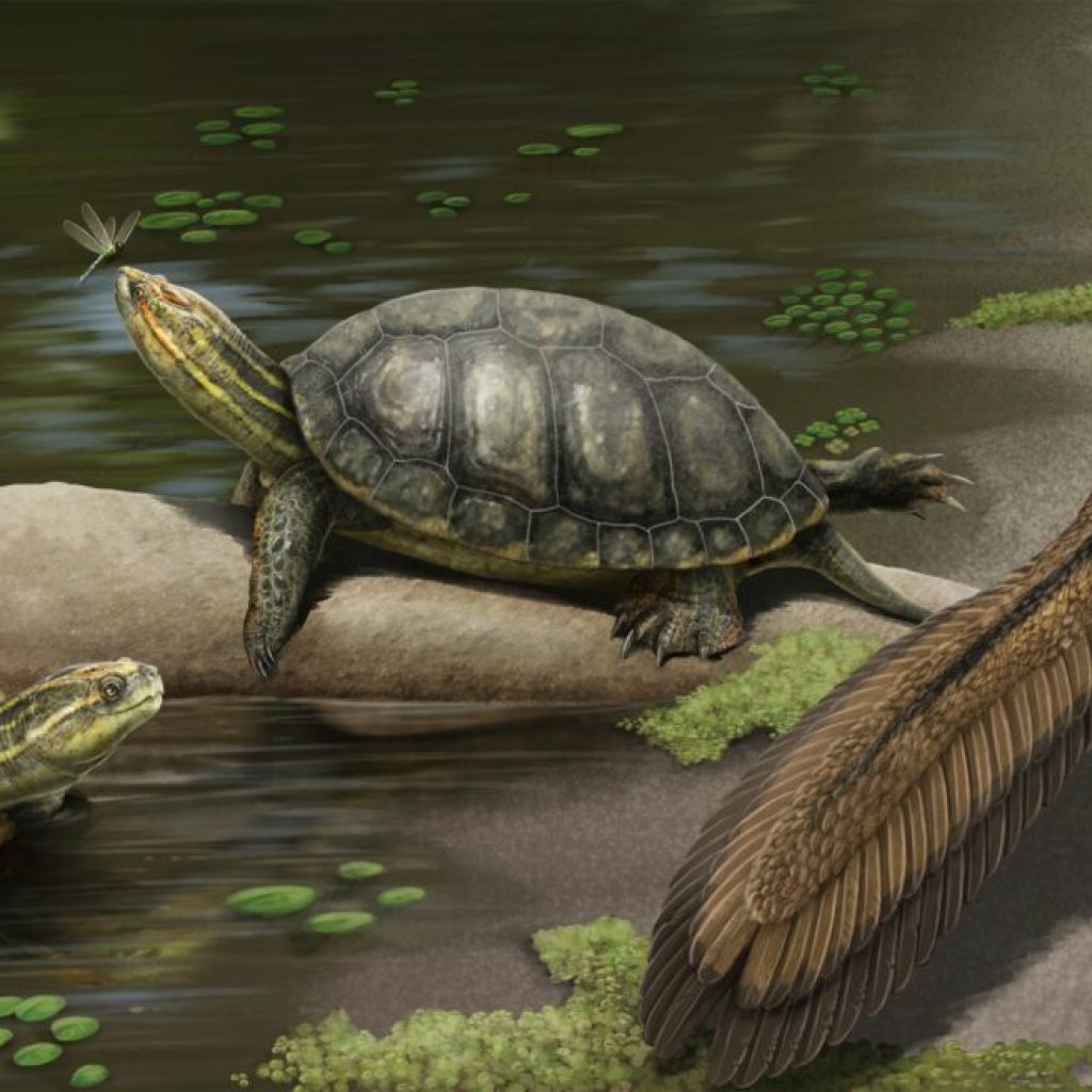 NEW species of giant fossil turtle discovered in Alabama NEW species of giant fossil turtle discovered in Alabama