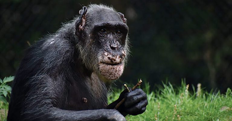 Montgomery Zoo mourns loss of beloved chimpanzee Montgomery Zoo mourns loss of beloved chimpanzee