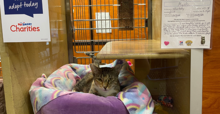 Here’s how to find your next furry friend at these upcoming Mobile adoption events Here’s how to find your next furry friend at these upcoming Mobile adoption events