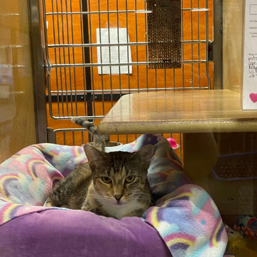 Here’s how to find your next furry friend at these upcoming Mobile adoption events Here’s how to find your next furry friend at these upcoming Mobile adoption events