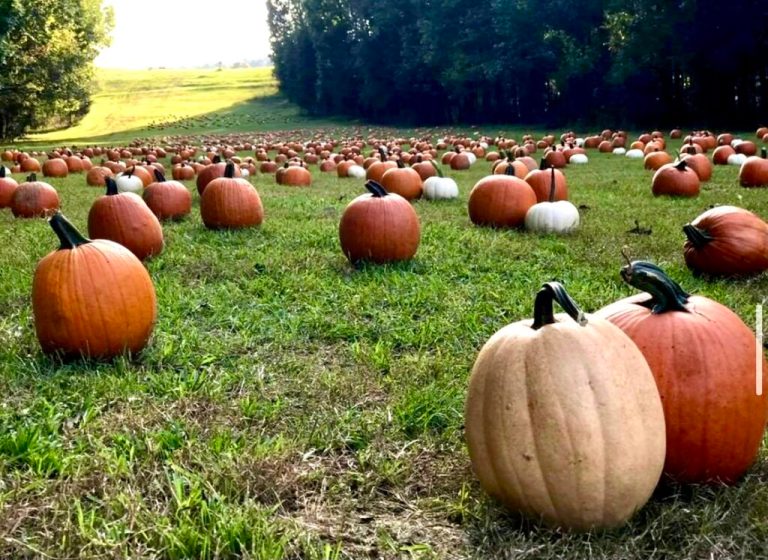 5 spooky events in Tuscaloosa this October 5 spooky events in Tuscaloosa this October