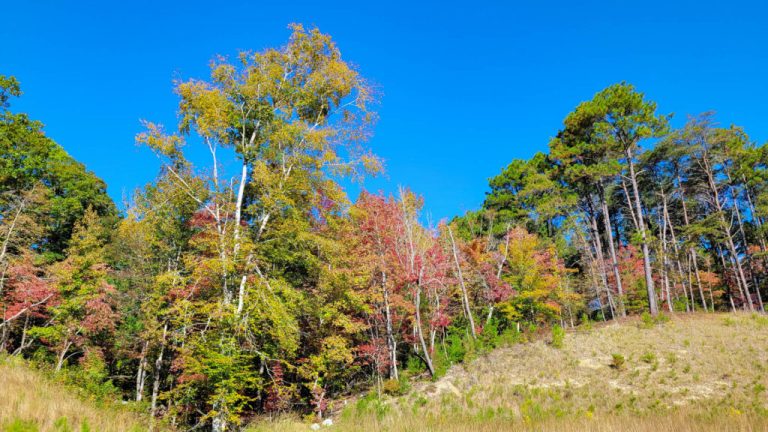 Drought conditions worsen in Alabama after dry September Drought conditions worsen in Alabama after dry September