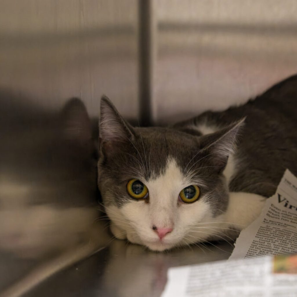 ‘Cat Ladies of Wetumpka’ charged for feeding + capturing stray cats—hear from local spay/neuter expert ‘Cat Ladies of Wetumpka’ charged for feeding + capturing stray cats—hear from local spay/neuter expert