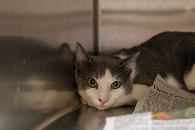 ‘Cat Ladies of Wetumpka’ charged for feeding + capturing stray cats—hear from local spay/neuter expert ‘Cat Ladies of Wetumpka’ charged for feeding + capturing stray cats—hear from local spay/neuter expert