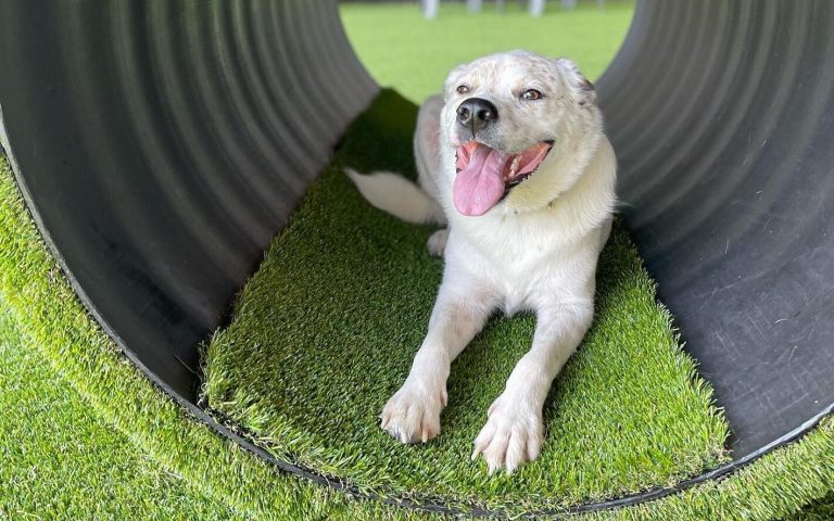 Good Dog Bar & Dog Park NOW OPEN in Tuscaloosa Good Dog Bar & Dog Park NOW OPEN in Tuscaloosa