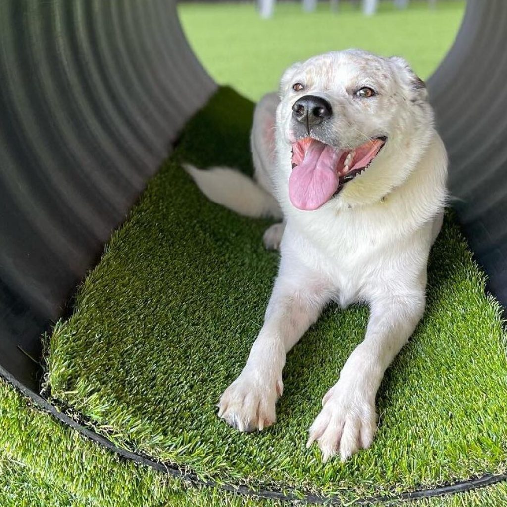 Good Dog Bar & Dog Park NOW OPEN in Tuscaloosa Good Dog Bar & Dog Park NOW OPEN in Tuscaloosa