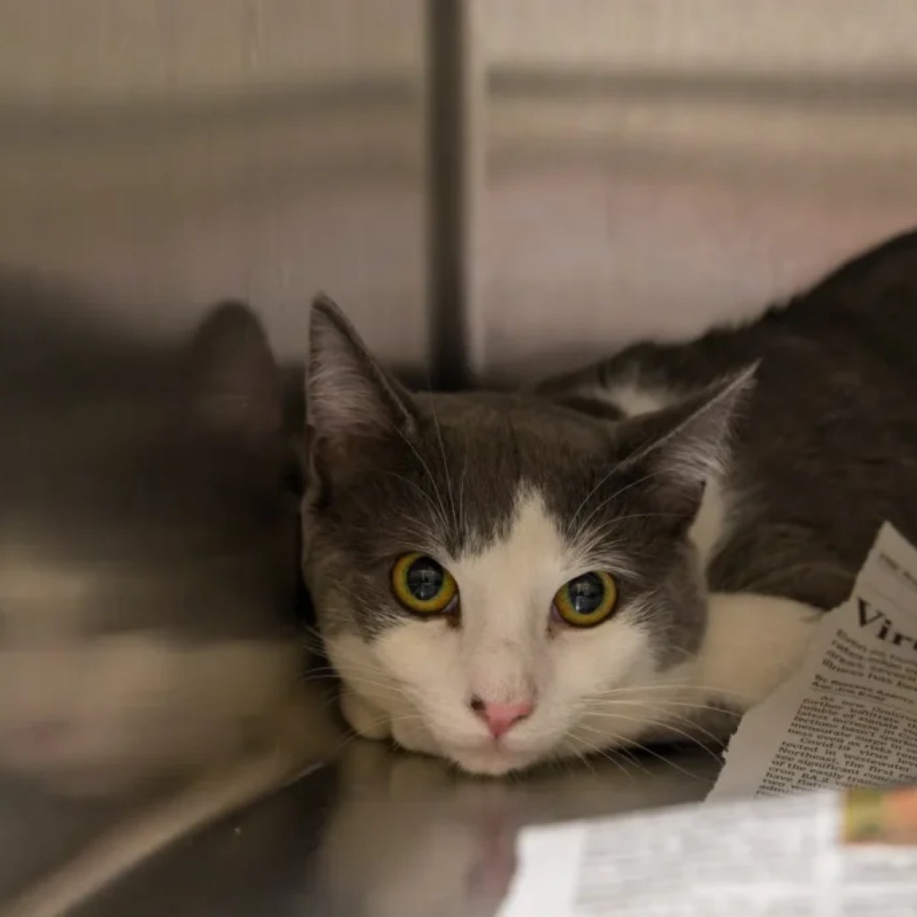 ‘Cat Ladies of Wetumpka’ featured on A&E’s “My Strange Arrest” ‘Cat Ladies of Wetumpka’ featured on A&E’s “My Strange Arrest”