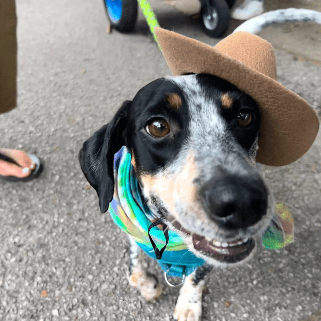 Alabama ranked 5th best place for pets in the U.S. Alabama ranked 5th best place for pets in the U.S.