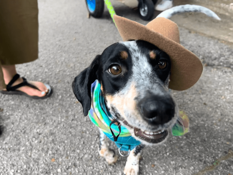 Alabama ranked 5th best place for pets in the U.S. Alabama ranked 5th best place for pets in the U.S.