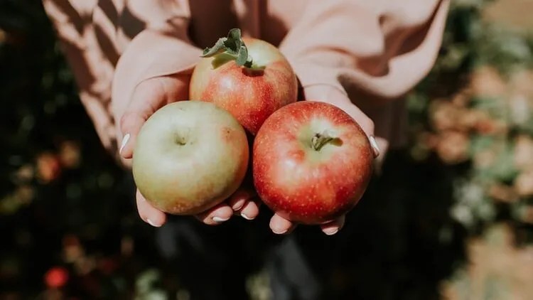 6 farmers’ markets to find fresh produce on Alabama’s Gulf Coast 6 farmers’ markets to find fresh produce on Alabama’s Gulf Coast