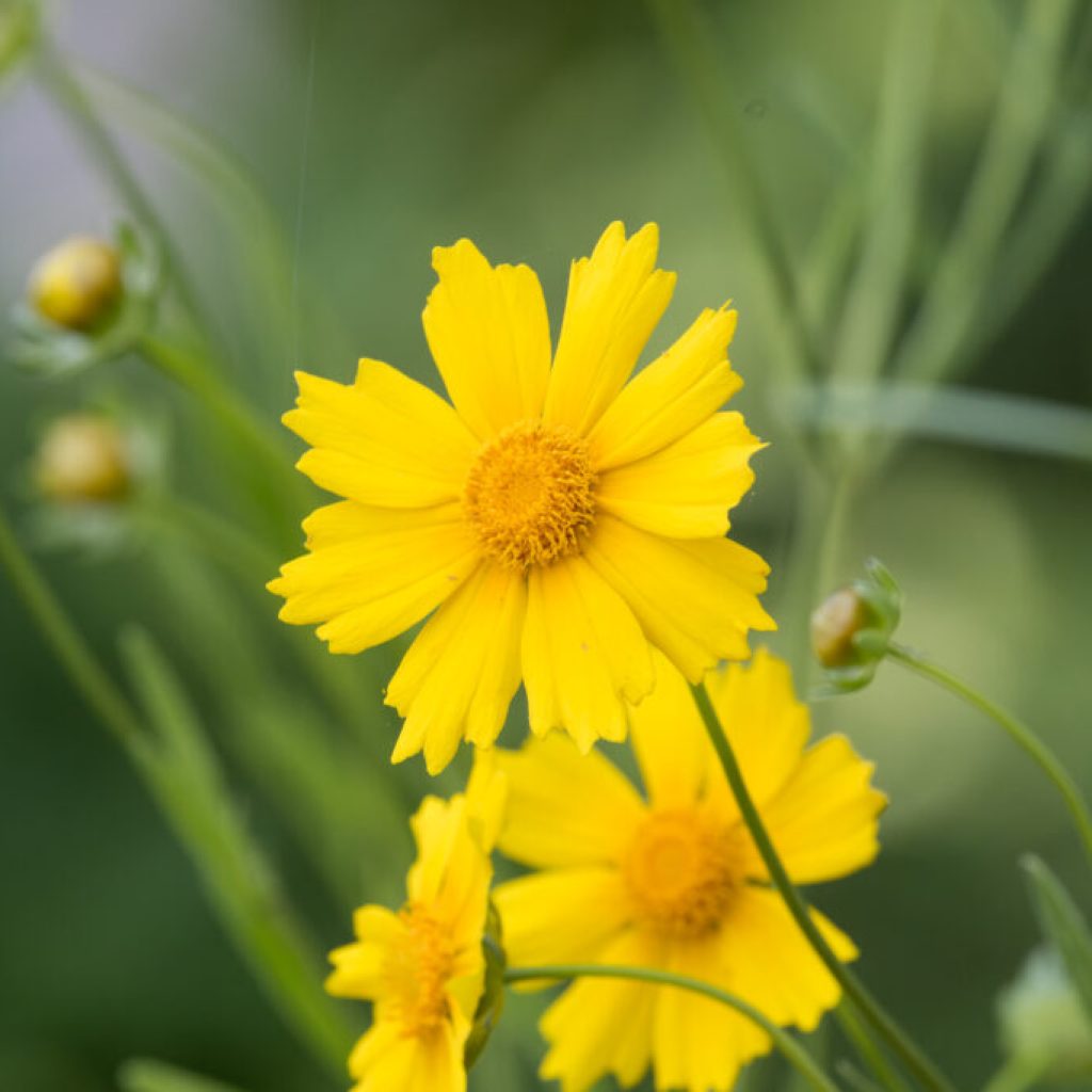 5 scenic parks to find native Alabama flowers across the state 5 scenic parks to find native Alabama flowers across the state