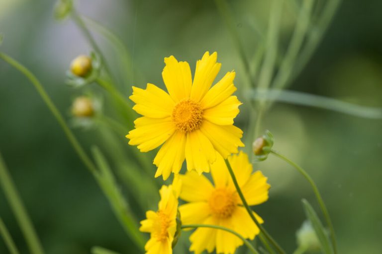 5 scenic parks to find native Alabama flowers across the state 5 scenic parks to find native Alabama flowers across the state