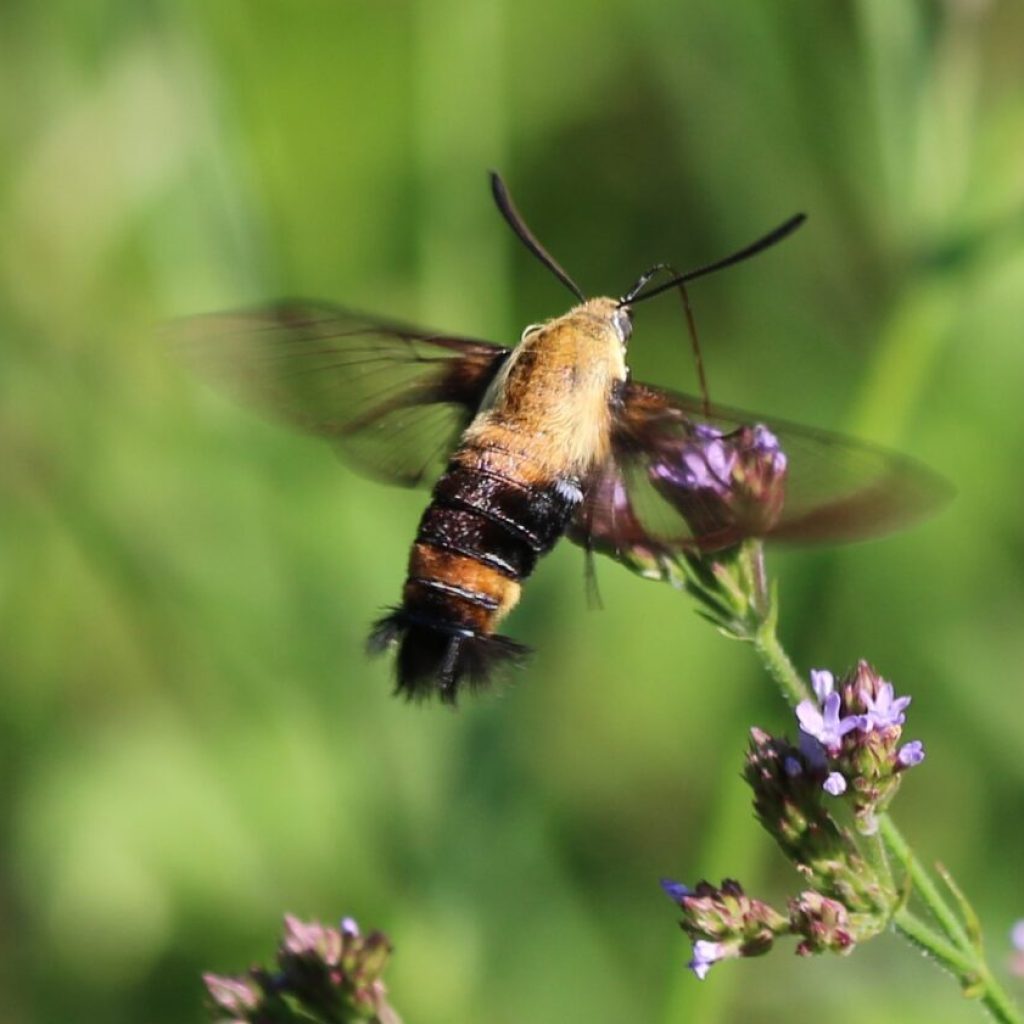 Bees, butterflies + blueberries—why pollinators matter in Alabama Bees, butterflies + blueberries—why pollinators matter in Alabama