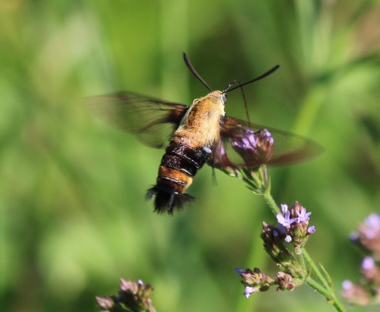Bees, butterflies + blueberries—why pollinators matter in Alabama Bees, butterflies + blueberries—why pollinators matter in Alabama