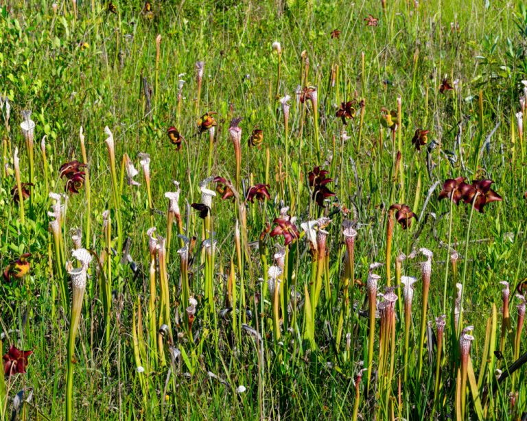 Rare plants in Alabama need your help—how you can preserve pitcher plant bogs Rare plants in Alabama need your help—how you can preserve pitcher plant bogs