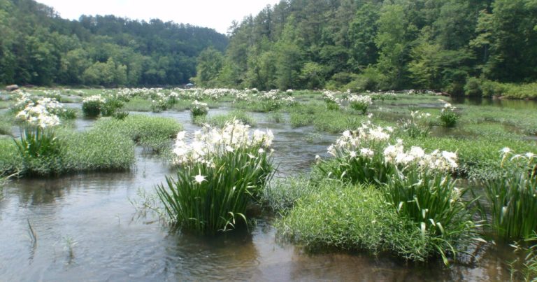 The Cahaba River could be set free The Cahaba River could be set free
