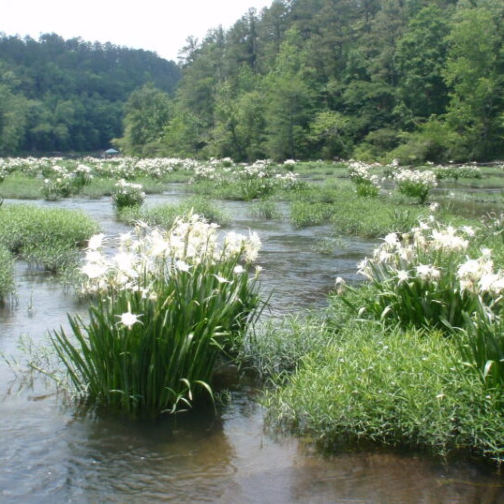 The Cahaba River could be set free The Cahaba River could be set free