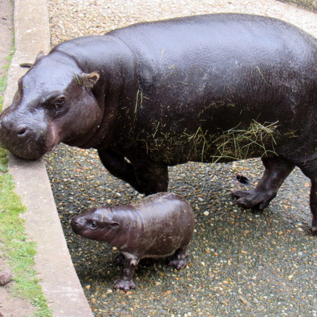 BABY HIPPO ALERT: Meet Montgomery Zoo’s cutest new addition BABY HIPPO ALERT: Meet Montgomery Zoo’s cutest new addition