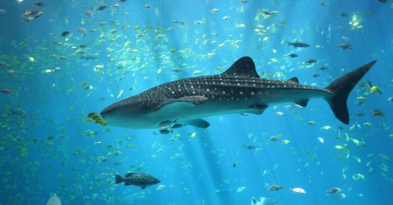 30-foot whale shark discovered off popular Gulf Coast beach 30-foot whale shark discovered off popular Gulf Coast beach
