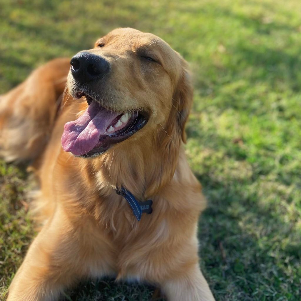 5 dog-friendly spots in Mobile for your pup to burn off some energy 5 dog-friendly spots in Mobile for your pup to burn off some energy