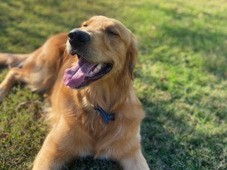 5 dog-friendly spots in Mobile for your pup to burn off some energy 5 dog-friendly spots in Mobile for your pup to burn off some energy