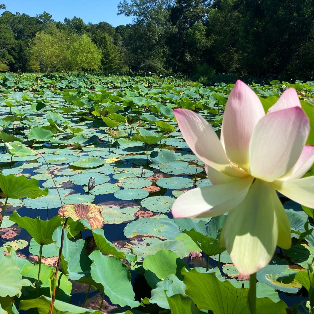 5 beautiful walking trails in Mobile 5 beautiful walking trails in Mobile