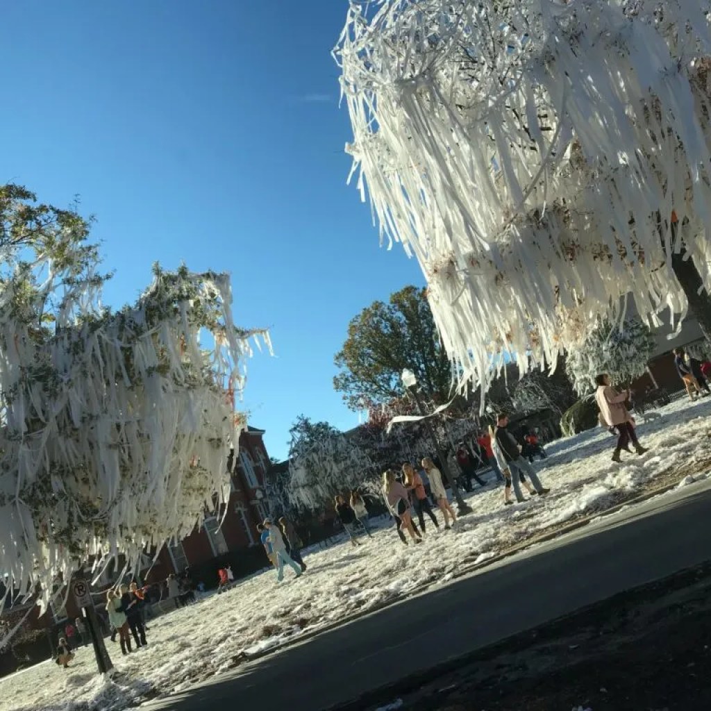 Toomer’s Corner tree-rolling tradition is back after 6 years Toomer’s Corner tree-rolling tradition is back after 6 years