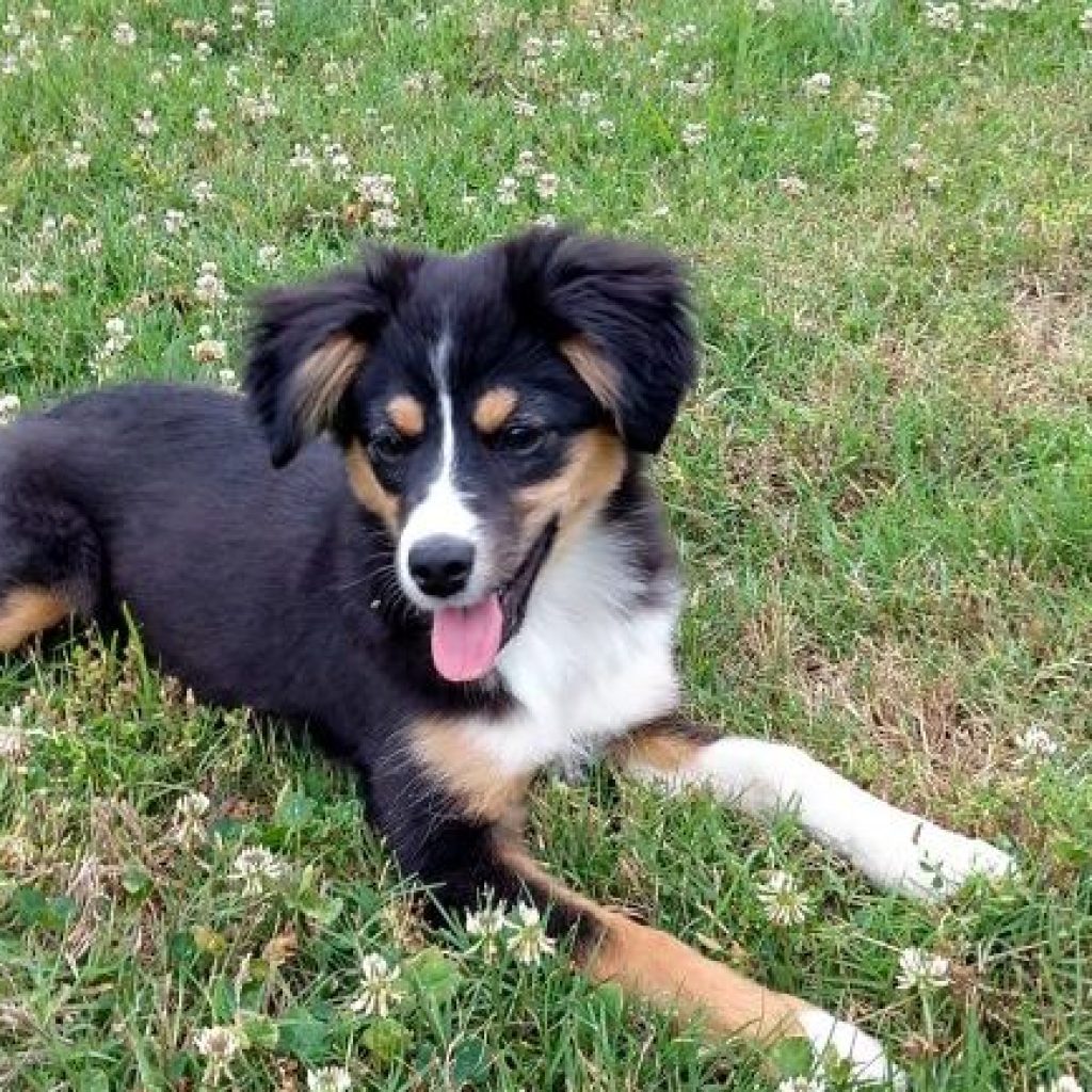 Dog days of summer in Alabama—pet safety + dangers Dog days of summer in Alabama—pet safety + dangers