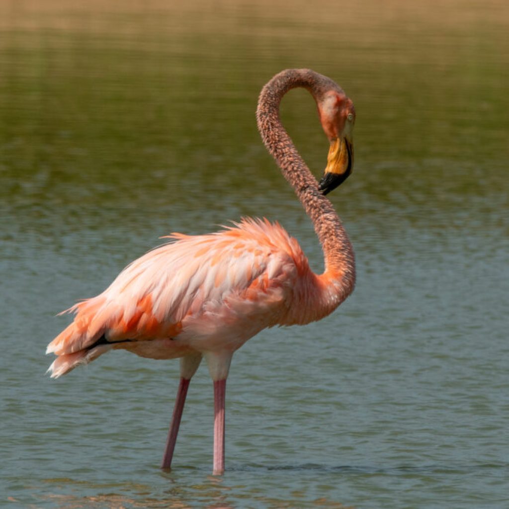 Flamingos in Alabama? What you need to know Flamingos in Alabama? What you need to know