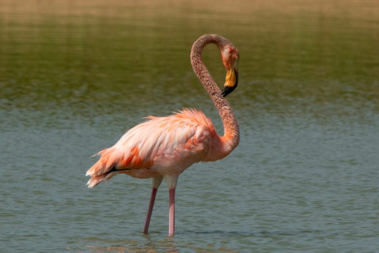 Flamingos in Alabama? What you need to know Flamingos in Alabama? What you need to know