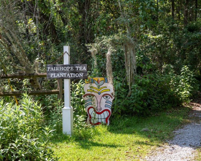 This tea farm in Alabama is the oldest in the nation This tea farm in Alabama is the oldest in the nation