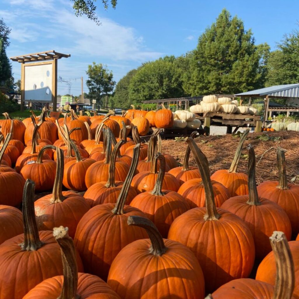 5 pumpkin patches to check out in the Mobile area 5 pumpkin patches to check out in the Mobile area