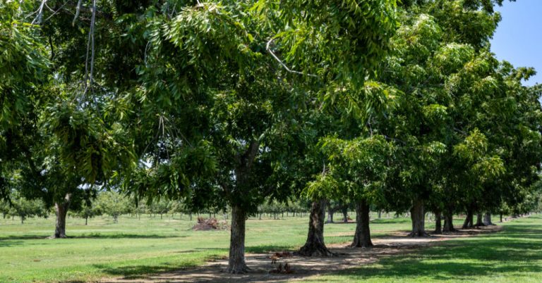 How to celebrate Arbor Day in Alabama 2025 How to celebrate Arbor Day in Alabama 2025