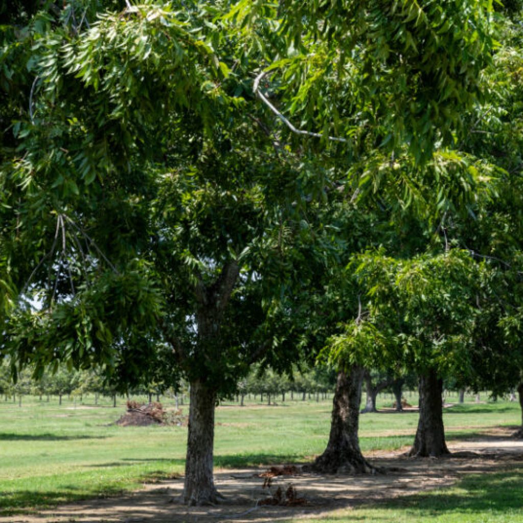 How to celebrate Arbor Day in Alabama 2025 How to celebrate Arbor Day in Alabama 2025