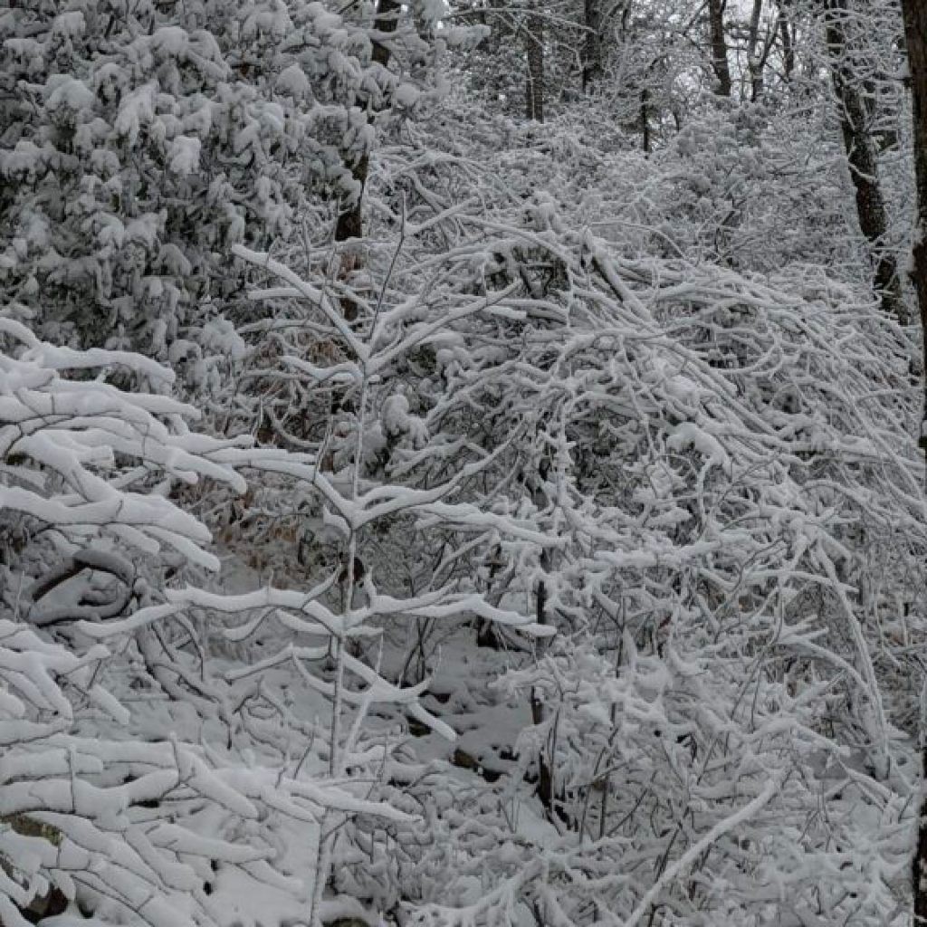 What you need to know about the Jan. 14 state of emergency for Alabama—ice, sleet + snow What you need to know about the Jan. 14 state of emergency for Alabama—ice, sleet + snow