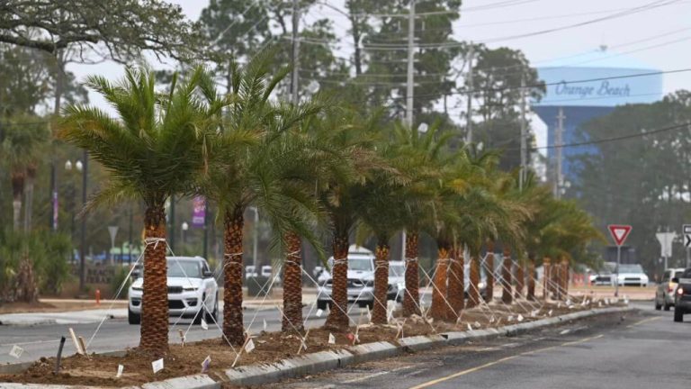 New palm trees planted along median in Orange Beach New palm trees planted along median in Orange Beach