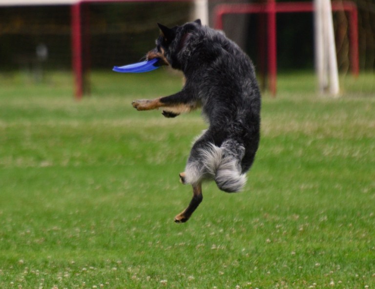 Disc dog clubs might be a new trend in Alabama Disc dog clubs might be a new trend in Alabama