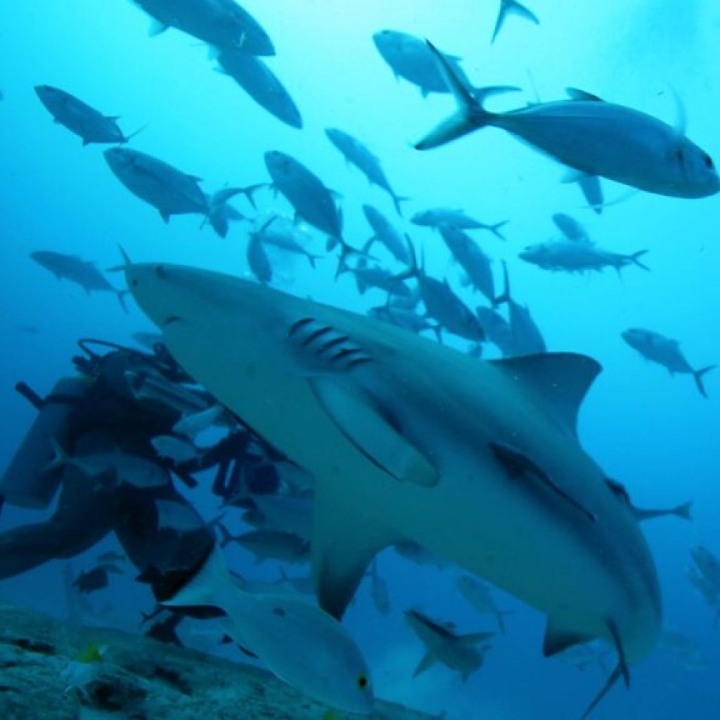 Rising water temperatures could be good news for Alabama’s bull shark population—here’s why Rising water temperatures could be good news for Alabama’s bull shark population—here’s why